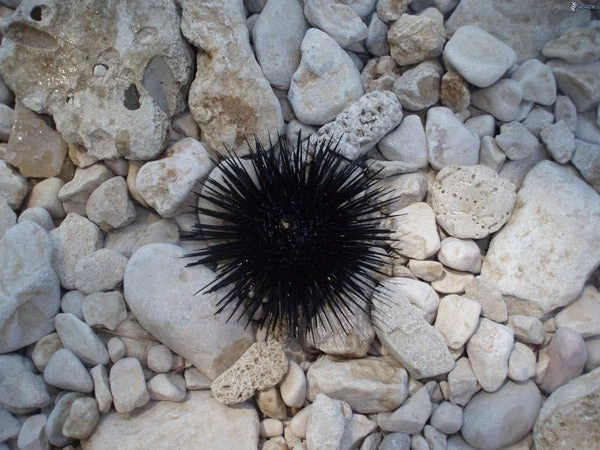 Μήπως πατήσατε αχινό; -Δείτε τι πρέπει να κάνετε